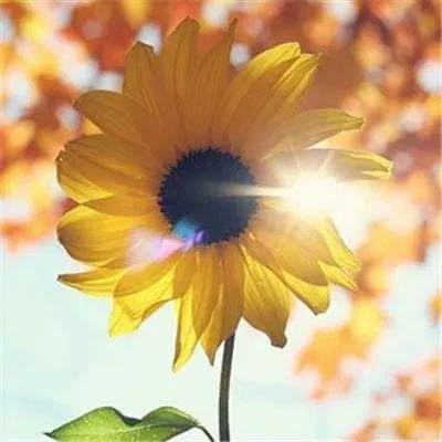 pk10下载官方版下载